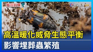 高溫暖化威脅生態平衡 影響埋葬蟲繁殖