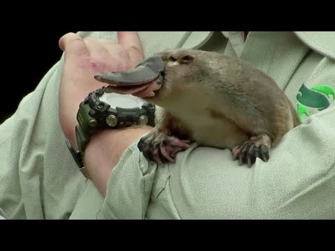 澳洲建設全球首個鴨嘴獸保護區 (Australia building world's first platypus sanctuary)