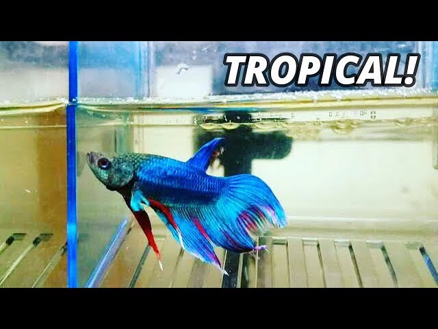 TROPICAL PET & FISH FLEA MARKET *TOUR*