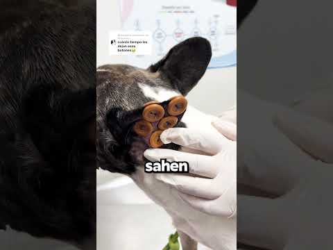 Warum Nähen Sie Hunden Knöpfe Ans Ohr?!😱