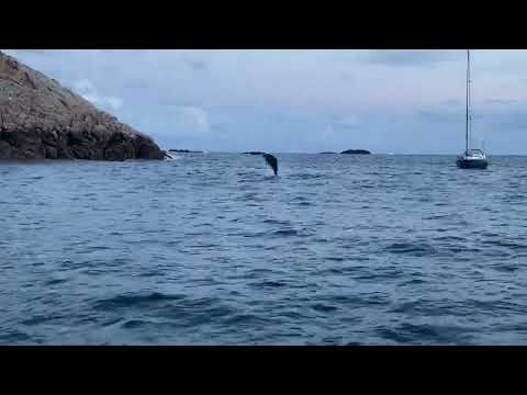 Dolphins in David Balfour's Bay Mull August 22