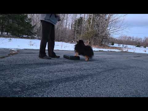 Pepper platform April 2025