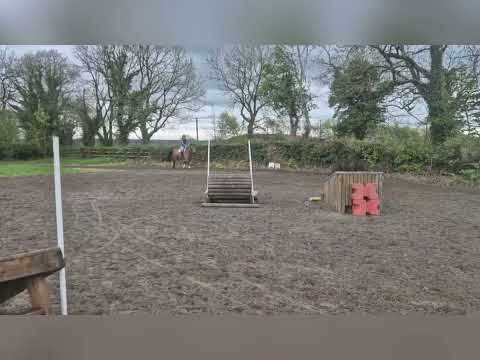 Lot 439 Goresbridge Friday 9th May - Image 2