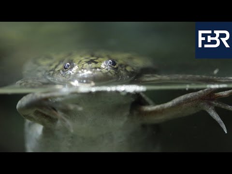 Xenopus laevis — africká pazúrnatka v biomedicínskom výskume