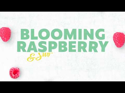 download lagu mp3 mp4 Raspberry Flower Cocktail, download lagu Raspberry Flower Cocktail gratis, unduh video klip Raspberry Flower Cocktail