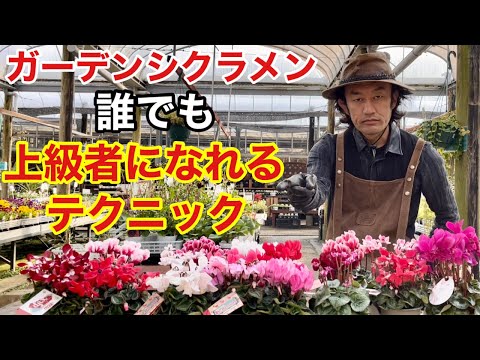 シクラメン レパンダムについて詳しく解説