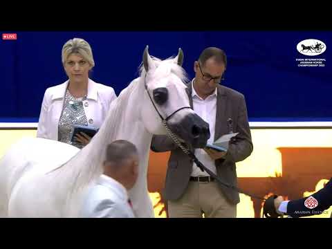 N 71 NAWAL BY APOLO   Dubai International Arabian Horse Championship 2022   Mares 10+ years old Clas
