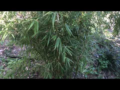 Bambus Fargesia robusta campbell