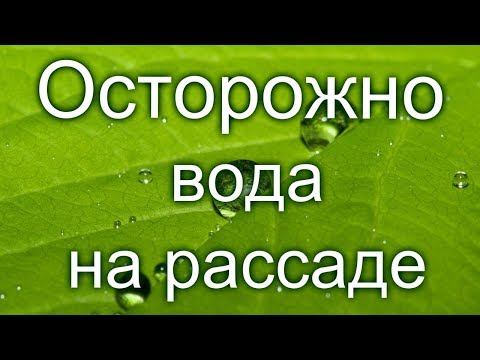 ‼️Осторожно! 💧Вода на рассаде!