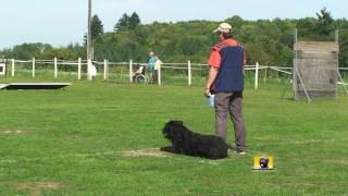 preview picture of video 'Buddy de la Velerie -  ring2 - la Souterraine 10/09/2011'