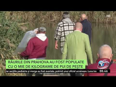 O tonă de puiet de lin a ajuns în canalul magistral Lunca din Galaţi