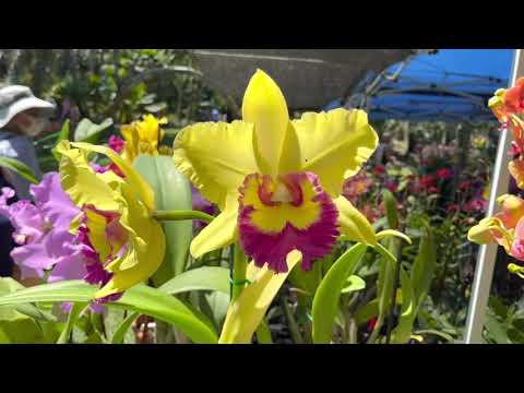 Fairchild Botanical Garden Orchid Show March 13, 2021