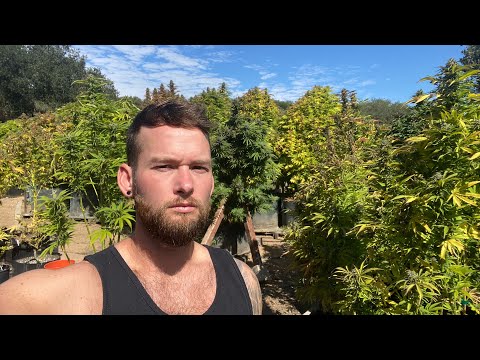 Garden Tour | Croptober | Marijuana Mania
