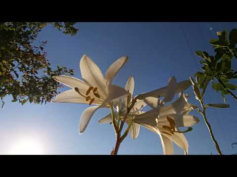 Lilium candidum,madonna lily,zambaku i bardh(1)