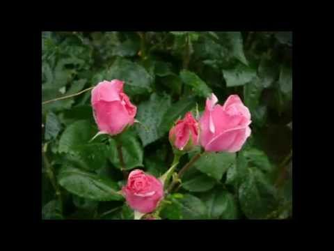 Podivej že kvete ruže