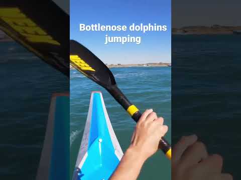 bottlenose get big air