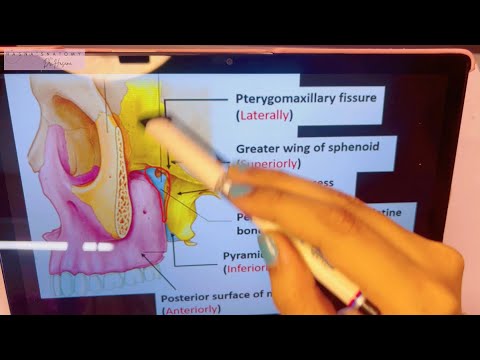 Pterygopalatine fossa in 3D | Boundaries | Contents | Anatomy
