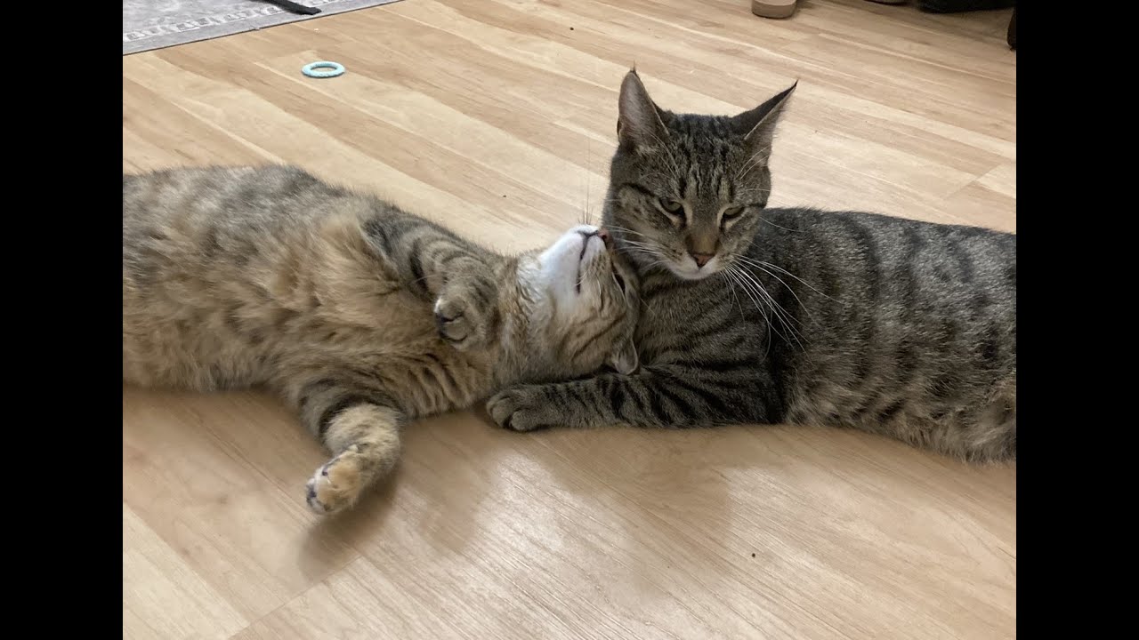 Julia, a Adoptable Domestic Short Hair in Madison, WI video 6/6