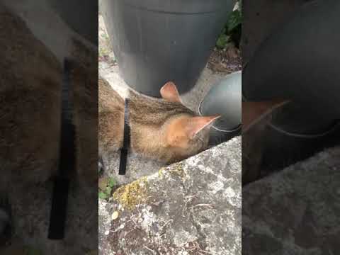 cat eating ants 2