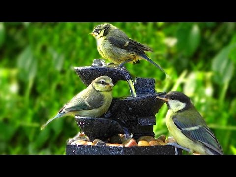 Bird Sounds at The Water Fountain on A Beautiful Evening