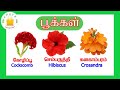 தமிழரசி பூக்கள் Learn Flower Names In Tamil And English For Kids And Chi
