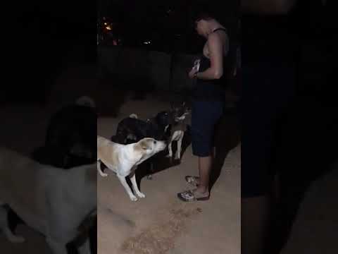 Most disciplined stray dogs