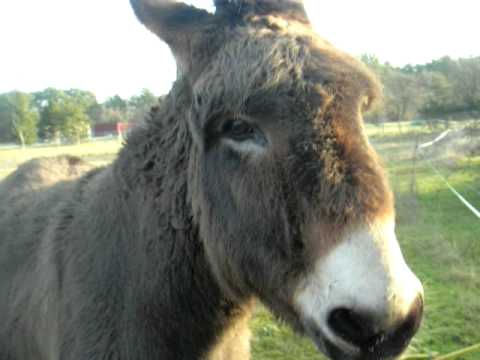 download lagu mp3 mp4 Ane Carotte, download lagu Ane Carotte gratis, unduh video klip Ane Carotte