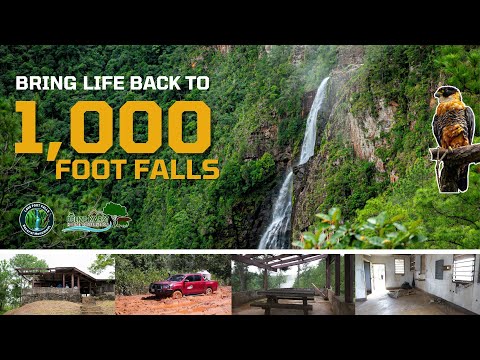 Bring Life Back to 1000 Foot Falls