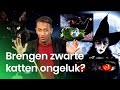 Waarom zeggen ze dat zwarte katten ongeluk brengen? | Het Klokhuis