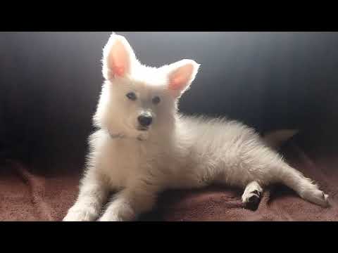 Berger Blanc Suisse Welpe kaufen