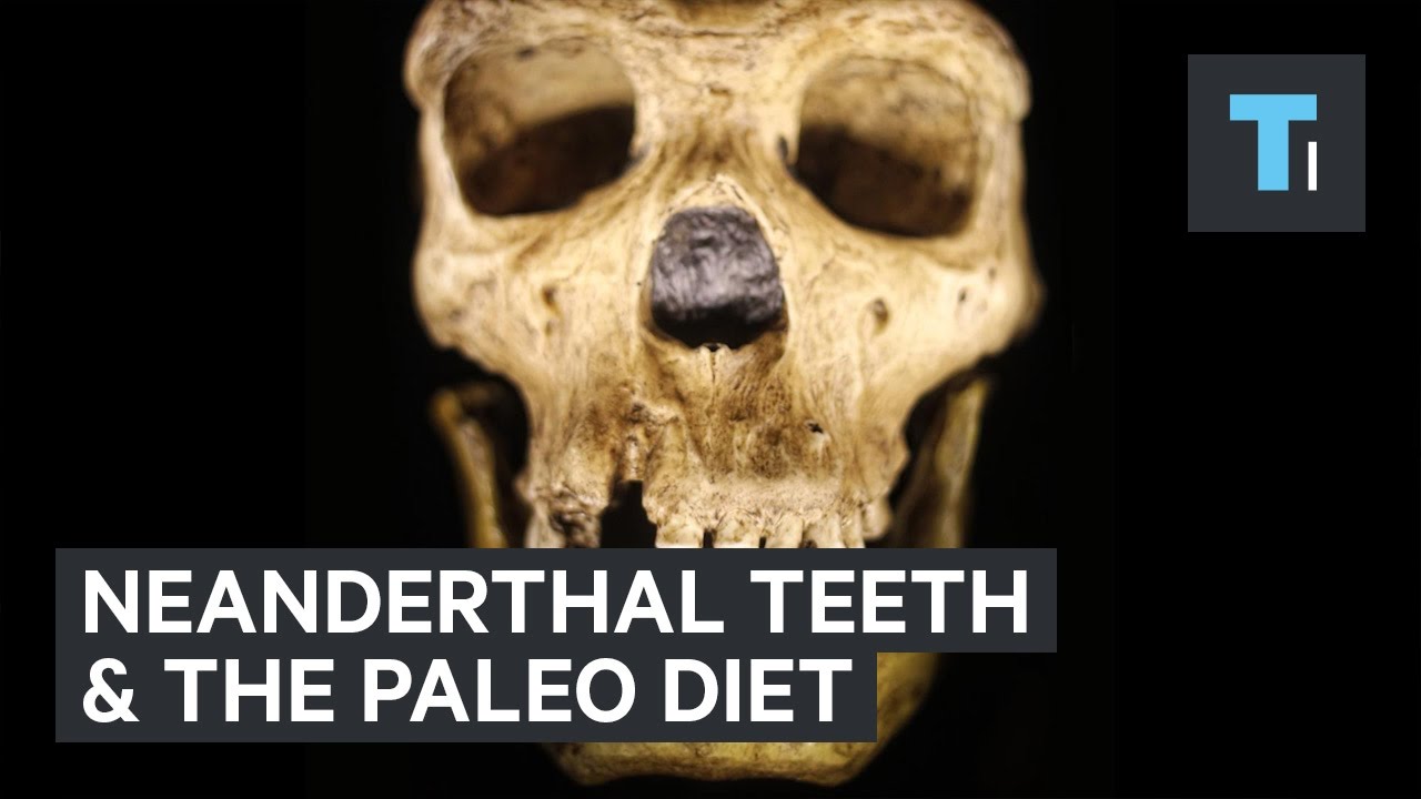 Neanderthal teeth reveal truth of the 'paleo diet'