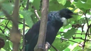 The NZ Tui: Bird Song