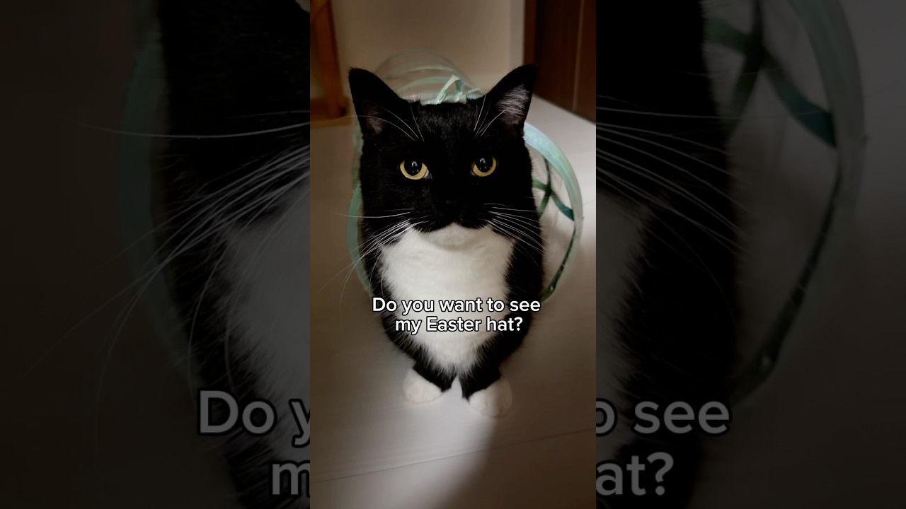 Do you like it?  #catsofinstagram #uni