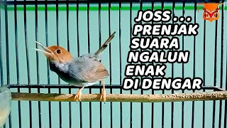 Download lagu PANCINGAN PRENJAK PAUD AGAR CEPAT BUNYI GACOR, 100% AMPUH !!! mp3