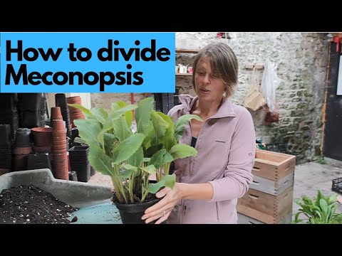 How to divide Meconopsis 'Barney's Blue'
