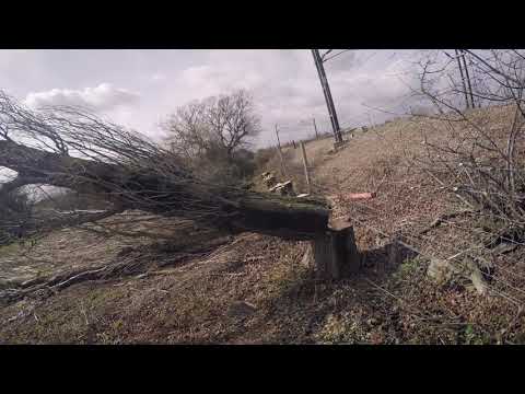 JF Tree Specialist Ltd. video.