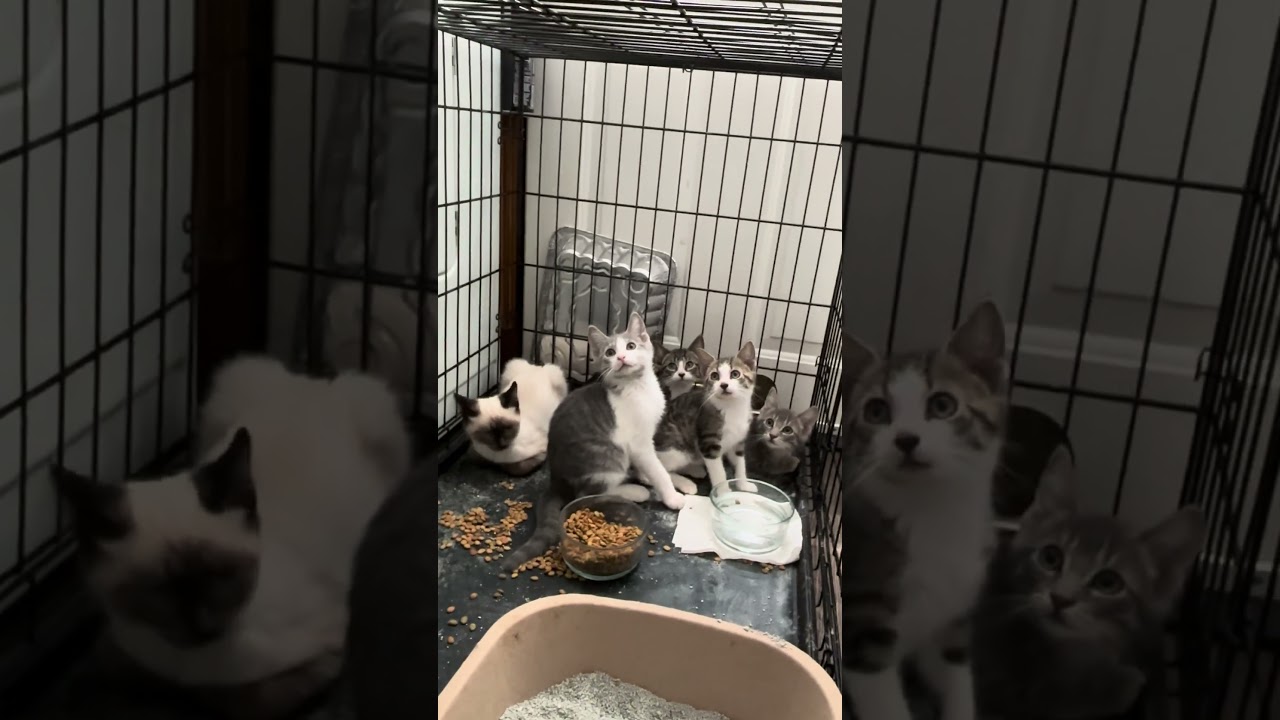 Enlarge Syd, a Adoptable mixed breed in Plymouth, MI video 5/6