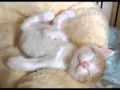 CUTEST CATS EVER