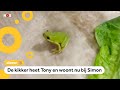Man vindt kikker in bakje sla en houdt 'm als huisdier