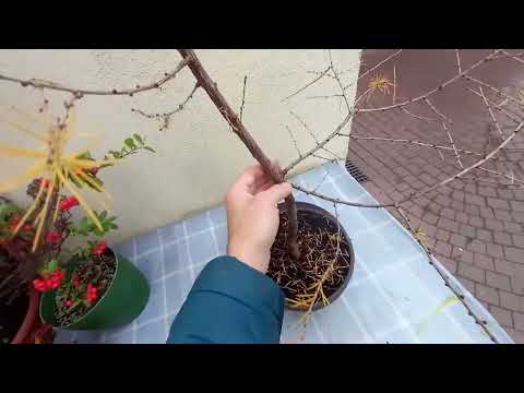 Jałowiec chiński(spartan) bonsai  i Modrzew europ.-przycięcie jesień 2022