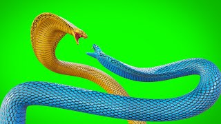 Download lagu Naagin Golden And Blue Snake Fight Animation Green Screen mp3
