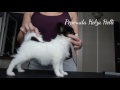 Peperuda Helza Helli Puppies Papillon 01 09 2016г