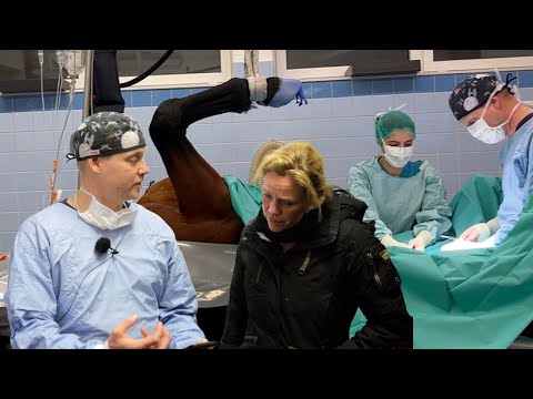 Bangen um Jungpferd bei OP in der Pferdeklink - Wallach Joey mit Komplikationen nach Kastration