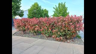 Unalmas a zöld  sövény? Válaszd a vörös korallberkenyét!