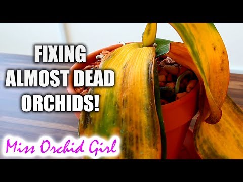 , title : '10 ways to (almost) destroy Orchids & how to fix them!'