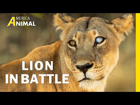 One-Eyed Lioness | Why the Lioness Rules the Savannah? | Wild Animal Documentary