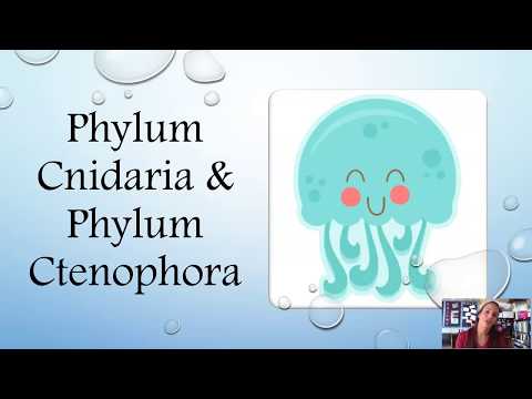 Cnidarian & Ctenophora (updated)