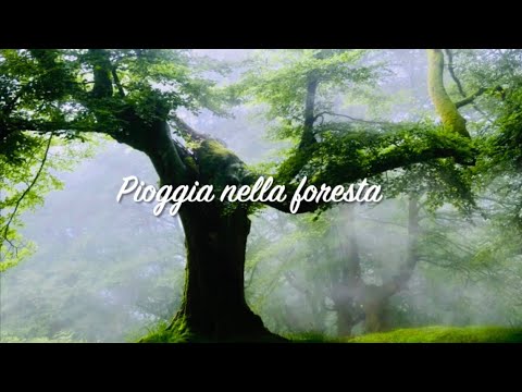 Pioggia Rilassante nella Foresta Nebbiosa per Dormire in 5 Minuti - Suoni di Pioggia e Temporale