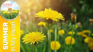 Cover art for Summer In My Heart