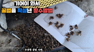 결국 양봉장에 침투한 장수말벌, 오는 족족 조지워싱턴 해봅시다. a groundbreaking method …